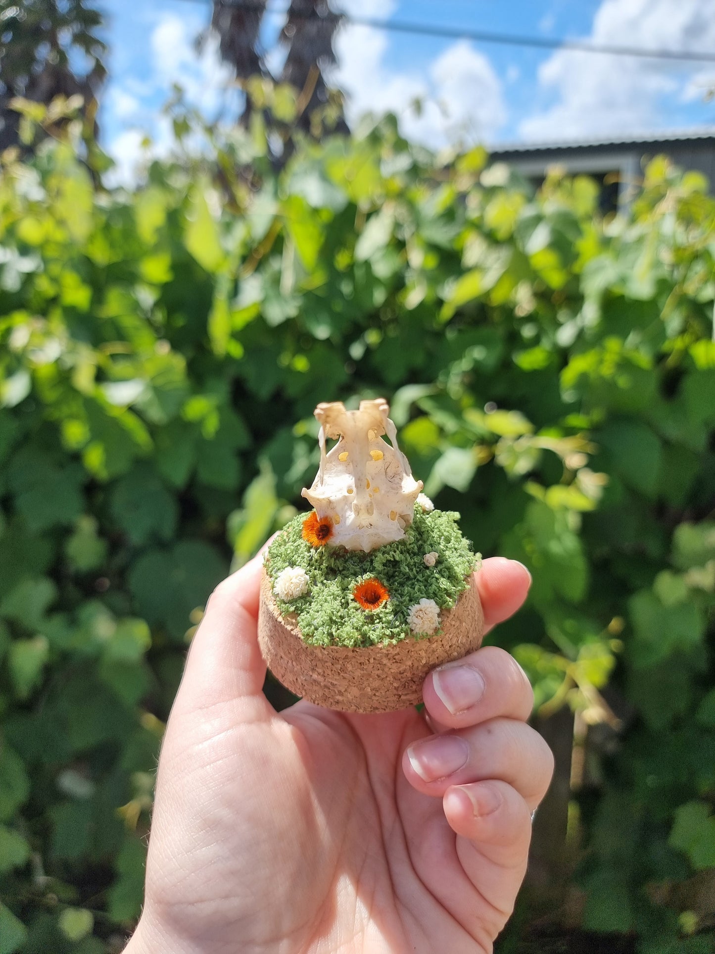 Partial Duck Skull Dome