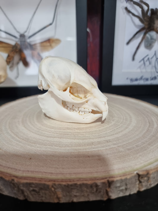 Rock Hyrax Skull #1