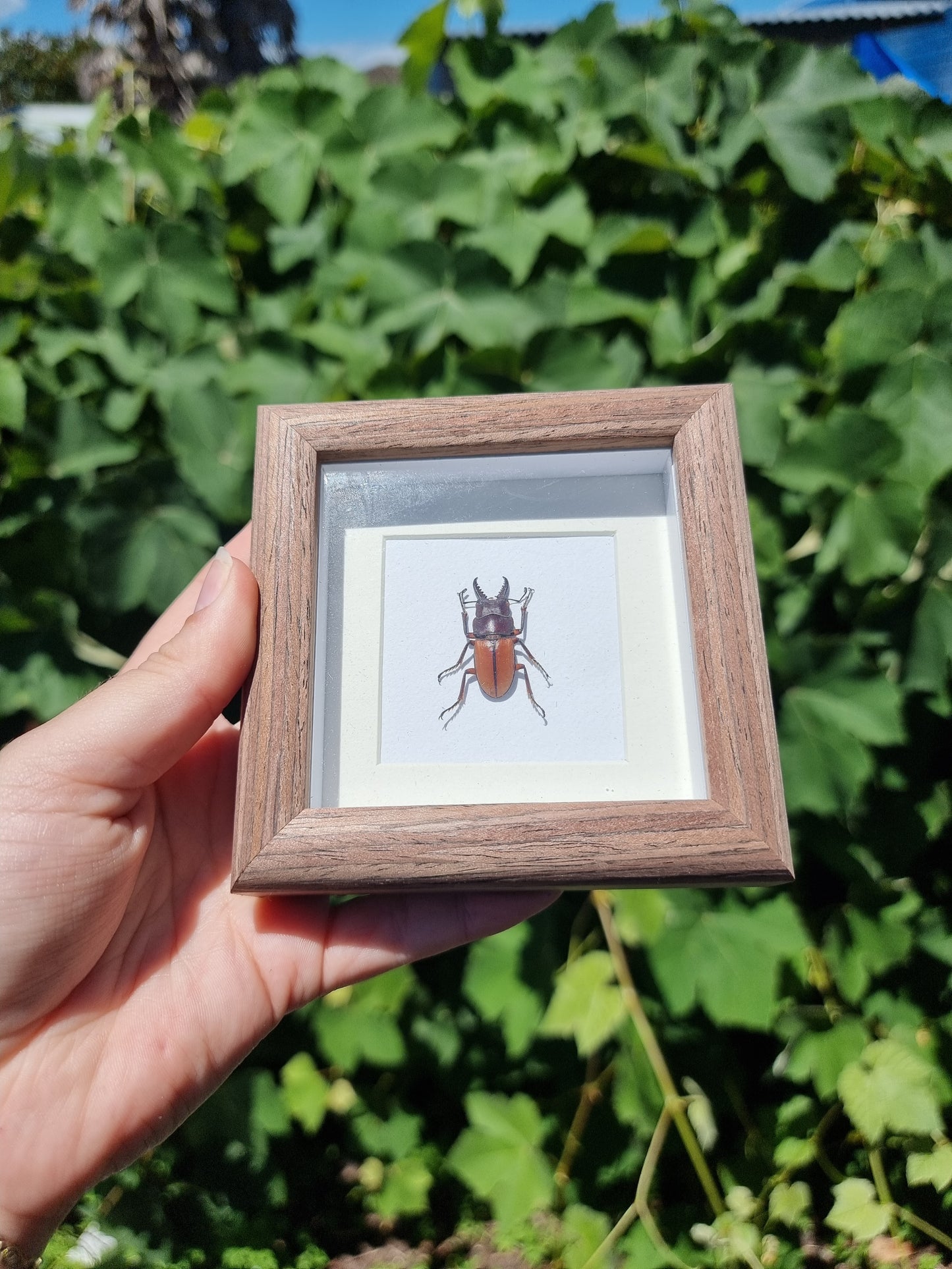 Mini Framed Stag Beetle