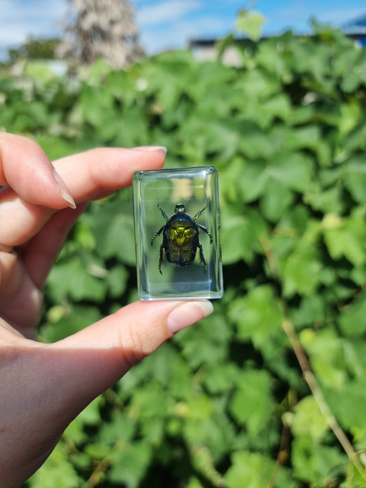 Copper Flower Beetle in Resin