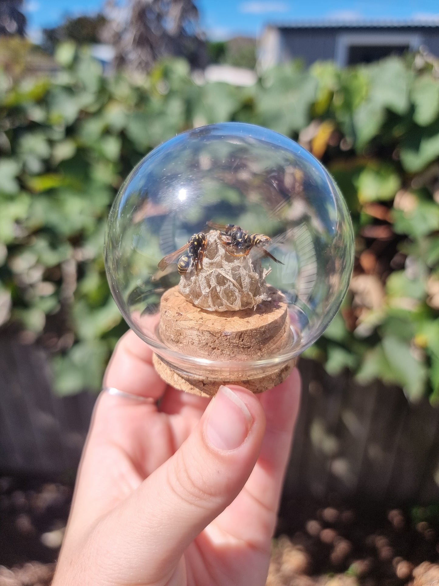 Wasps with Nest Dome