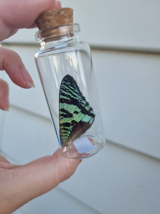 Large Moth Wing Jar #2