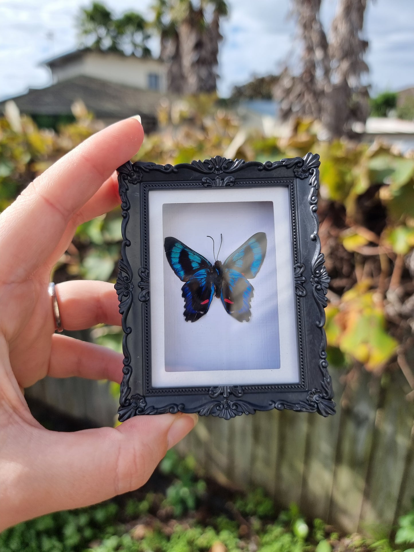 Mini Magnet Frame Ancyluris meliboeus