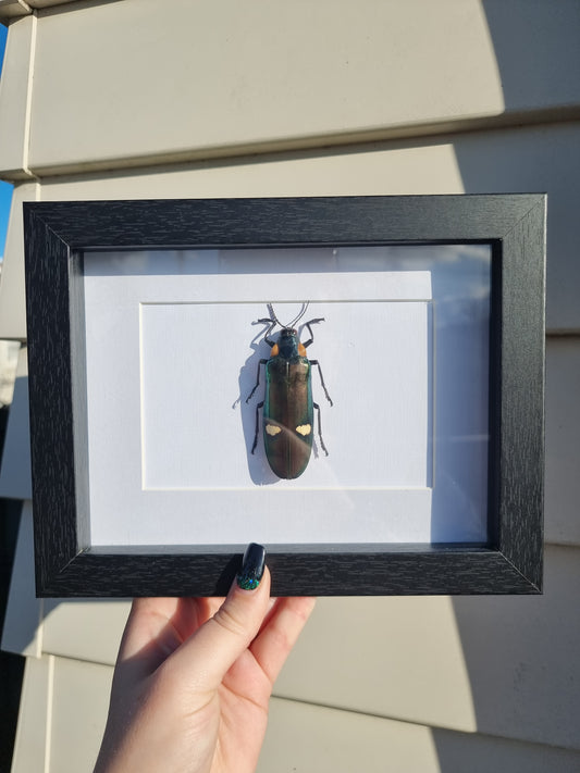 Framed Beetle #4