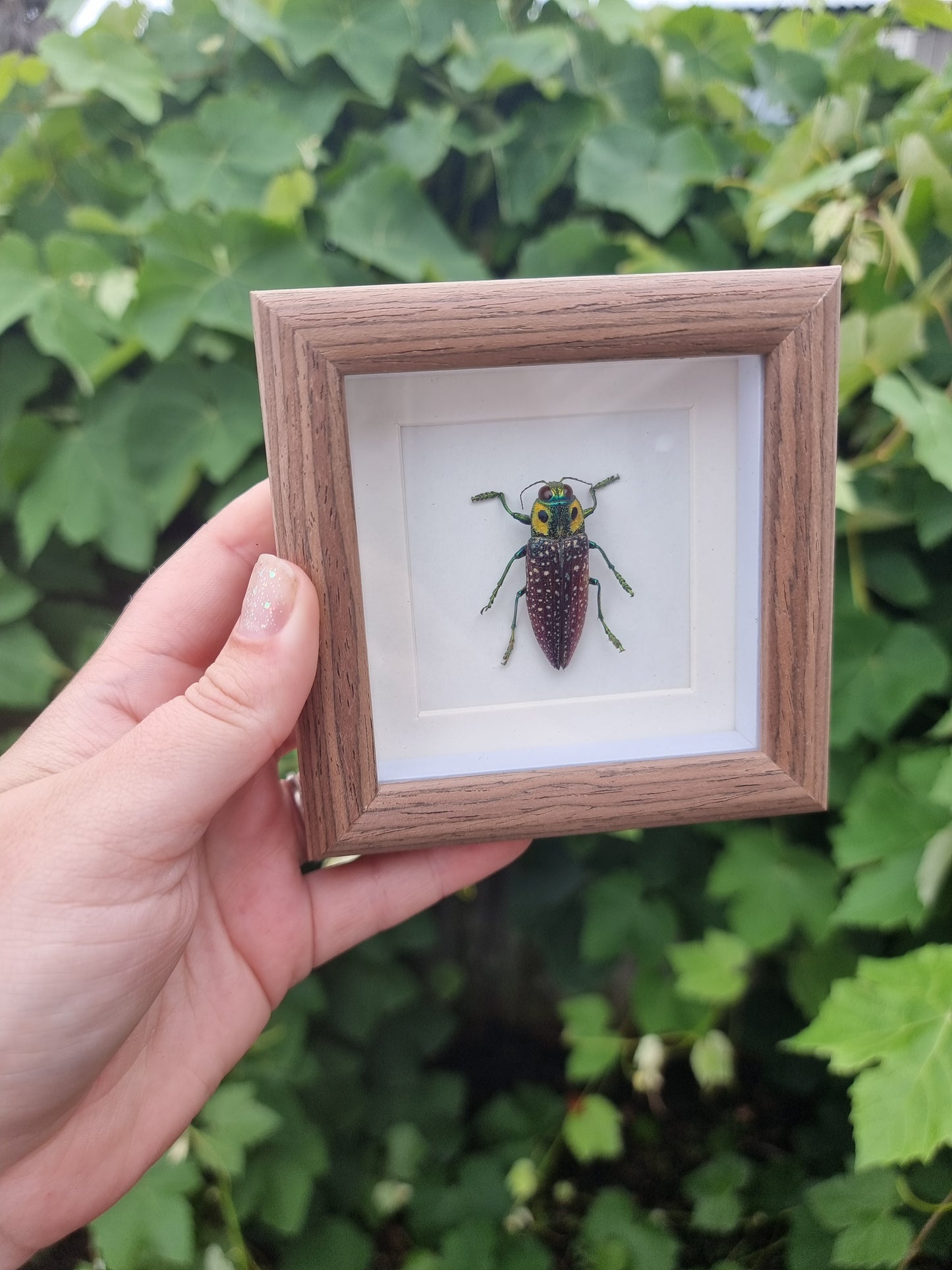 Mini Framed Beetle