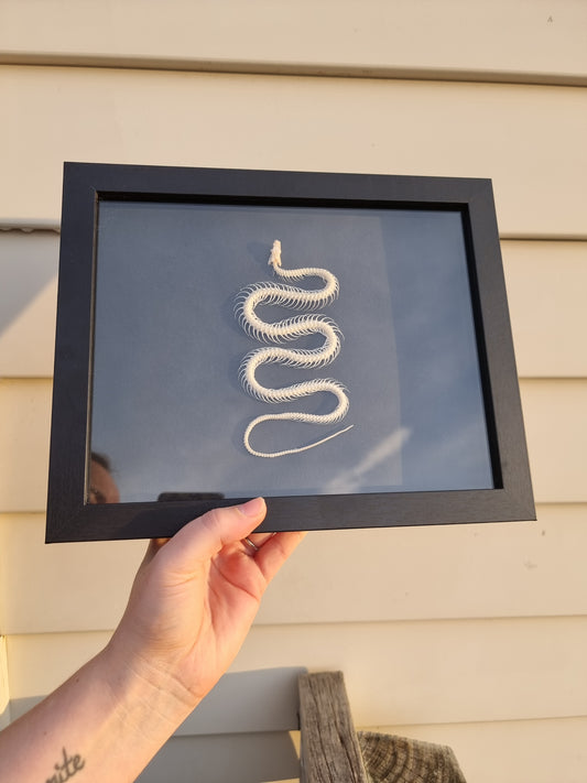 Framed Indonesian Rat Snake