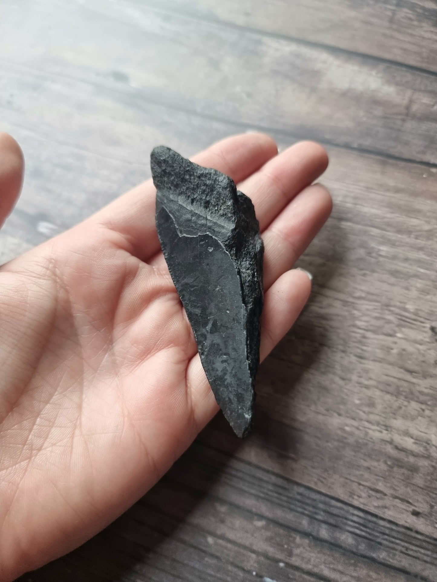 Large Megalodon Tooth Shard #6