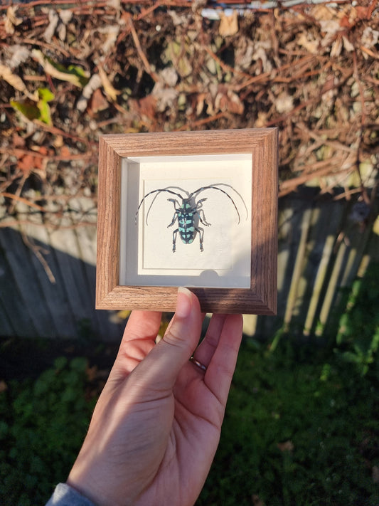 Mini Framed Long Horned Beetle