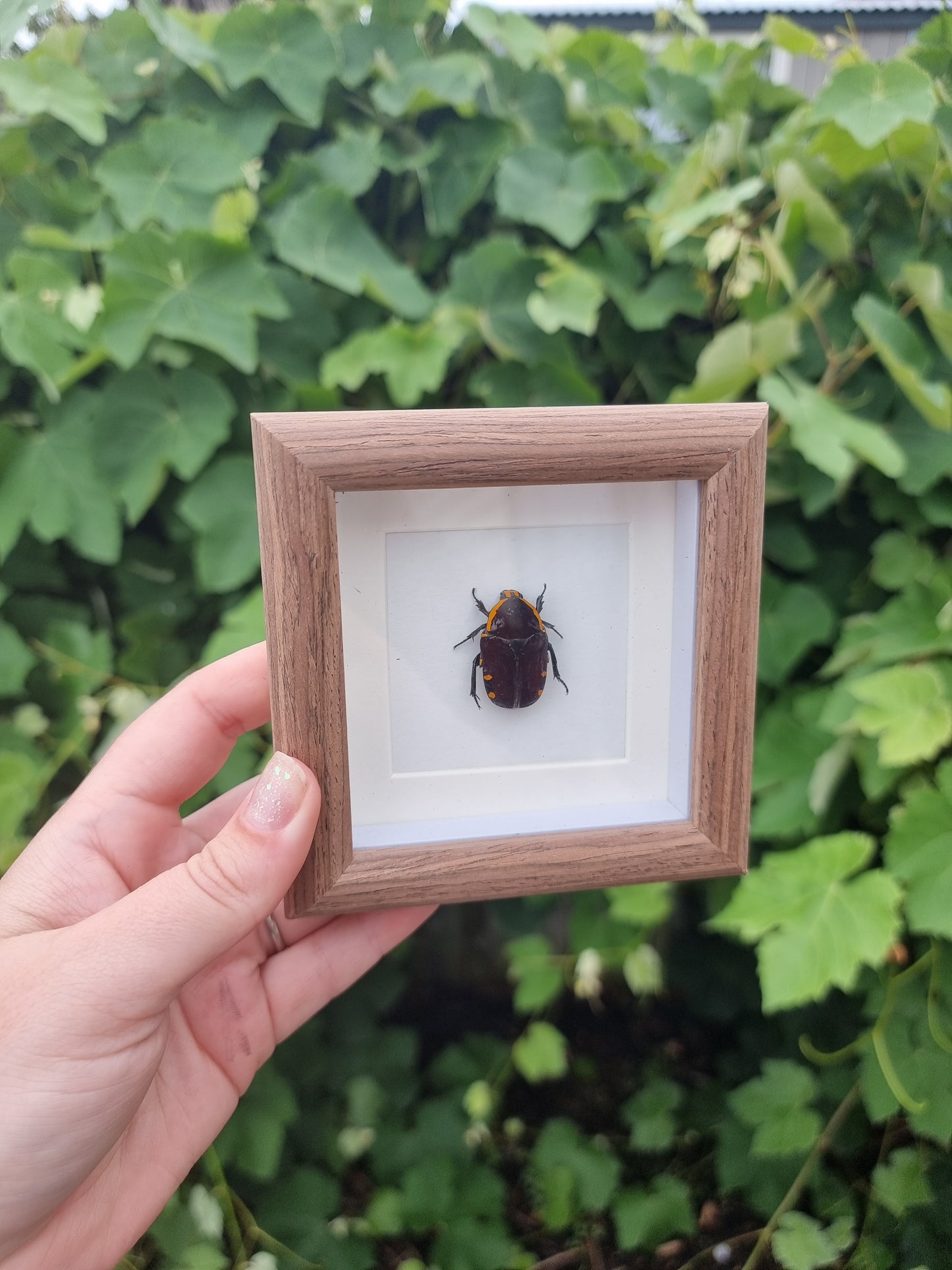 Mini Framed Beetle