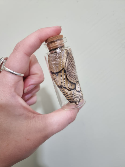 Brahmaea heartening Moth Wing Jar