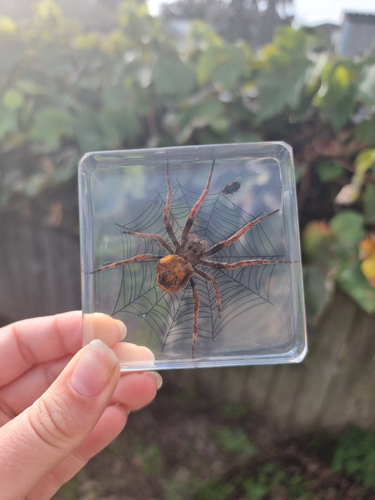 Spider And Fly In Resin