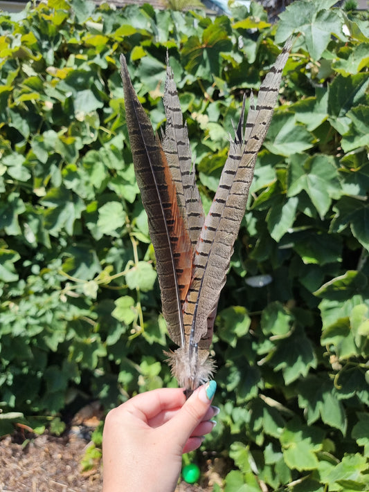 Pheasant Feathers Medium