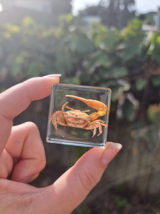 Crab In Resin