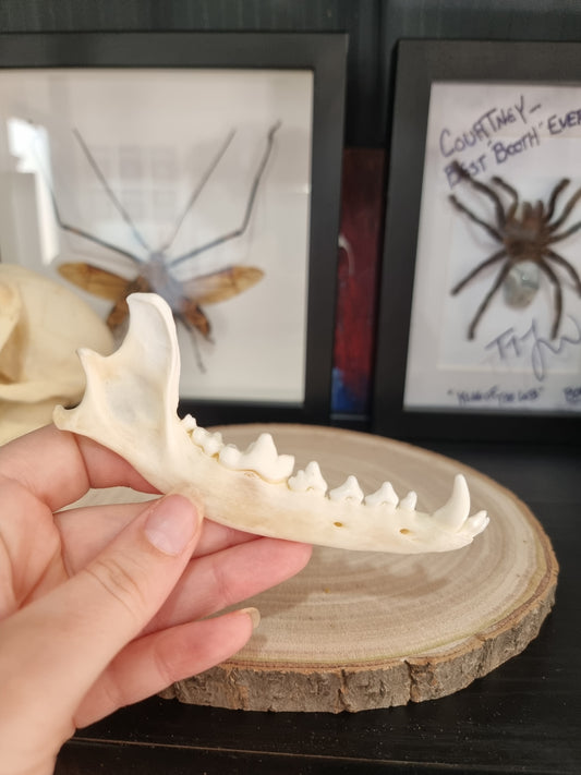 Black Jackal Jaw With Canine
