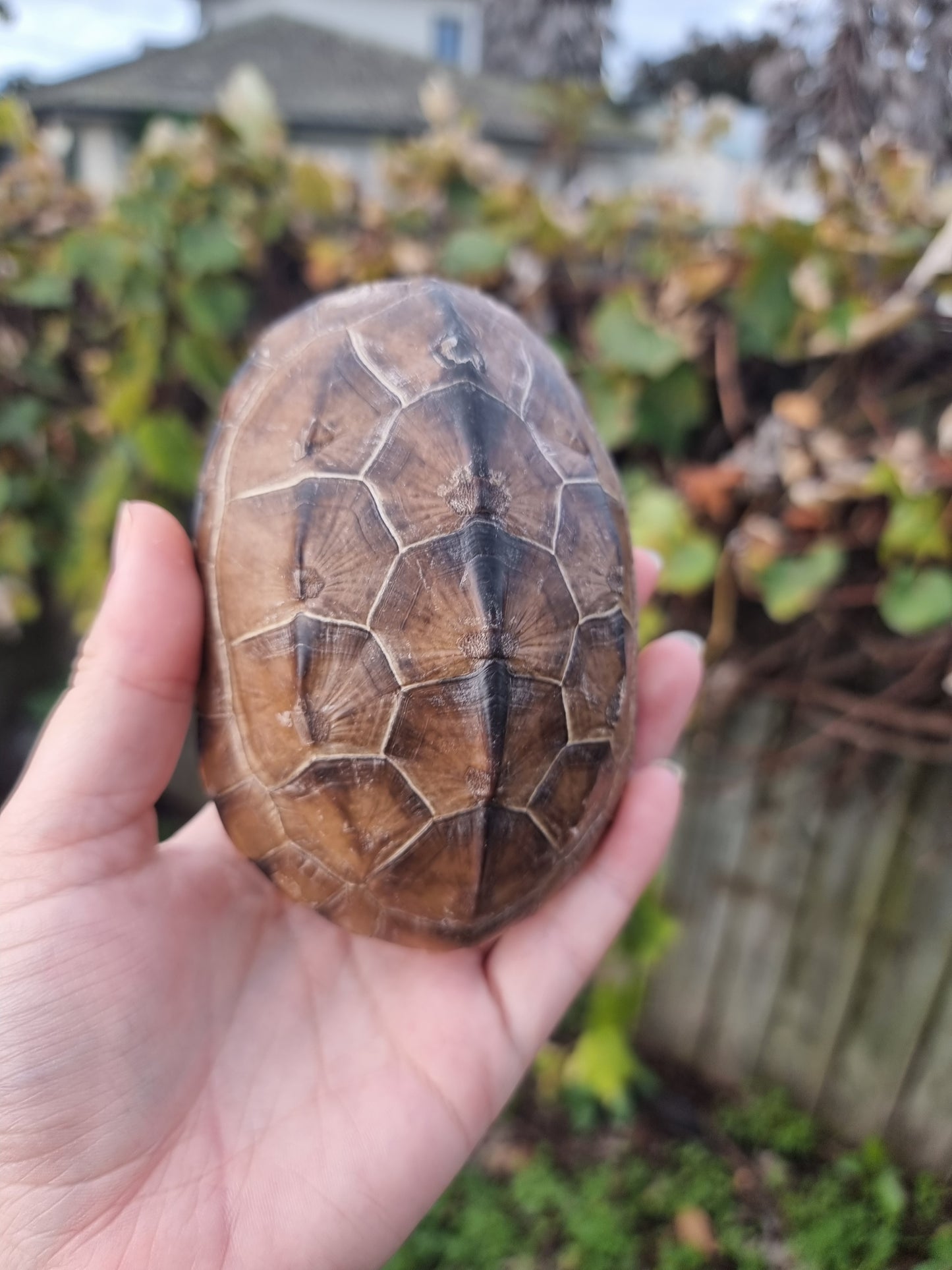 Vintage Turtle Shell #2