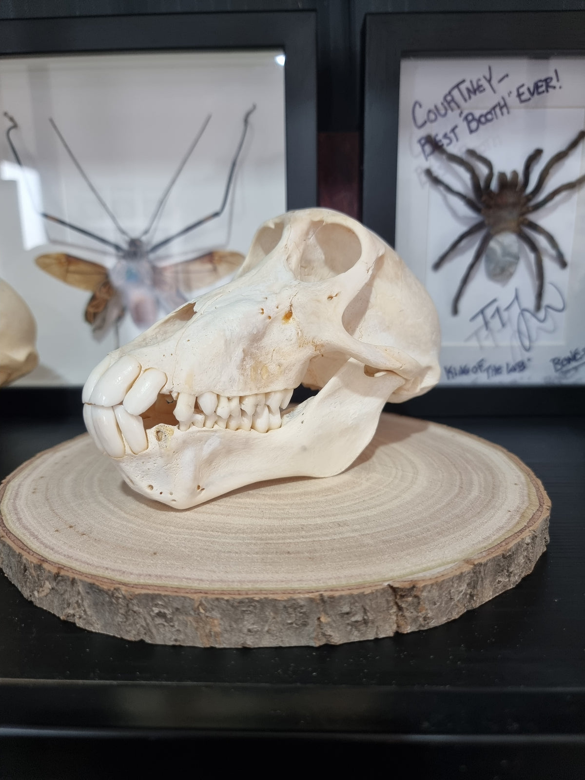 Chacma Baboon Skull