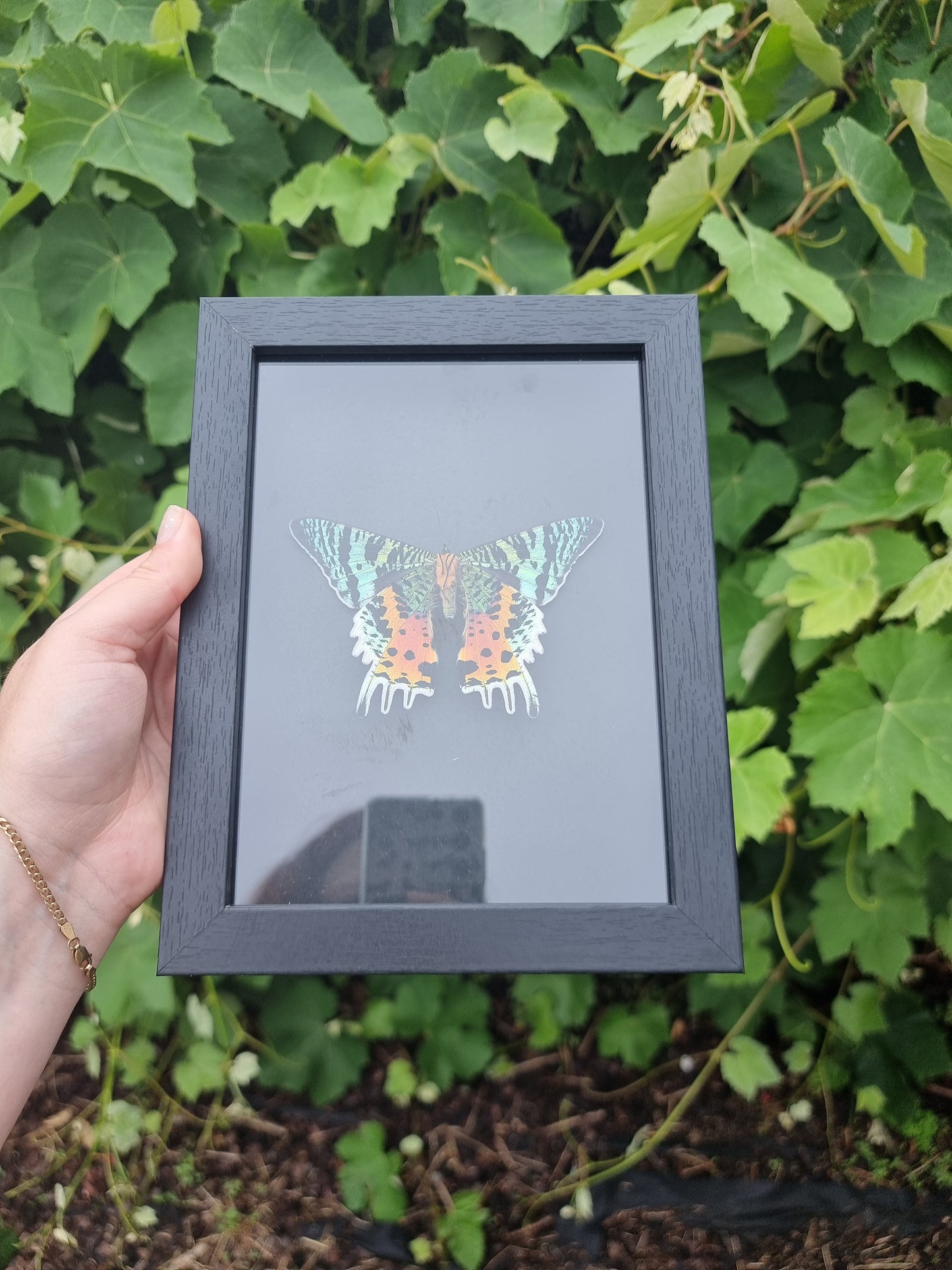 Framed Moth #3