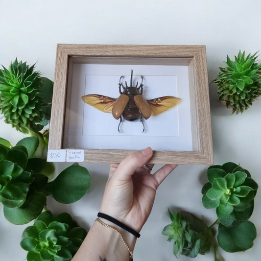 Framed Beetle #99