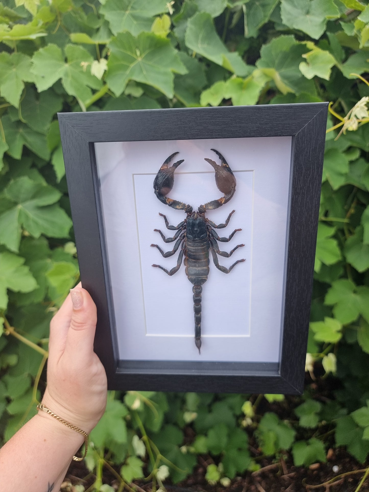 Framed Scorpion