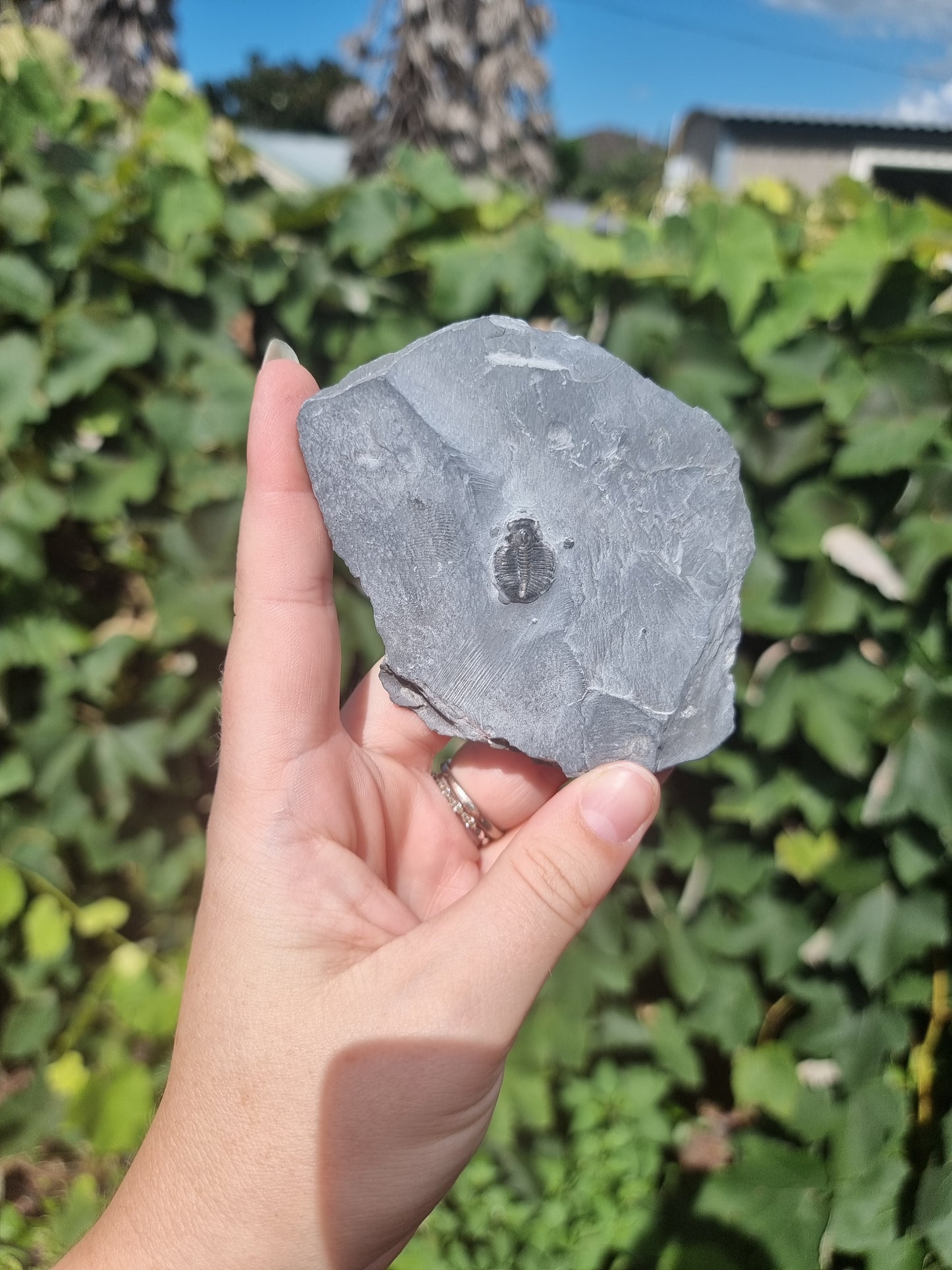 Elrathia Kingi Trilobite Fossil #1