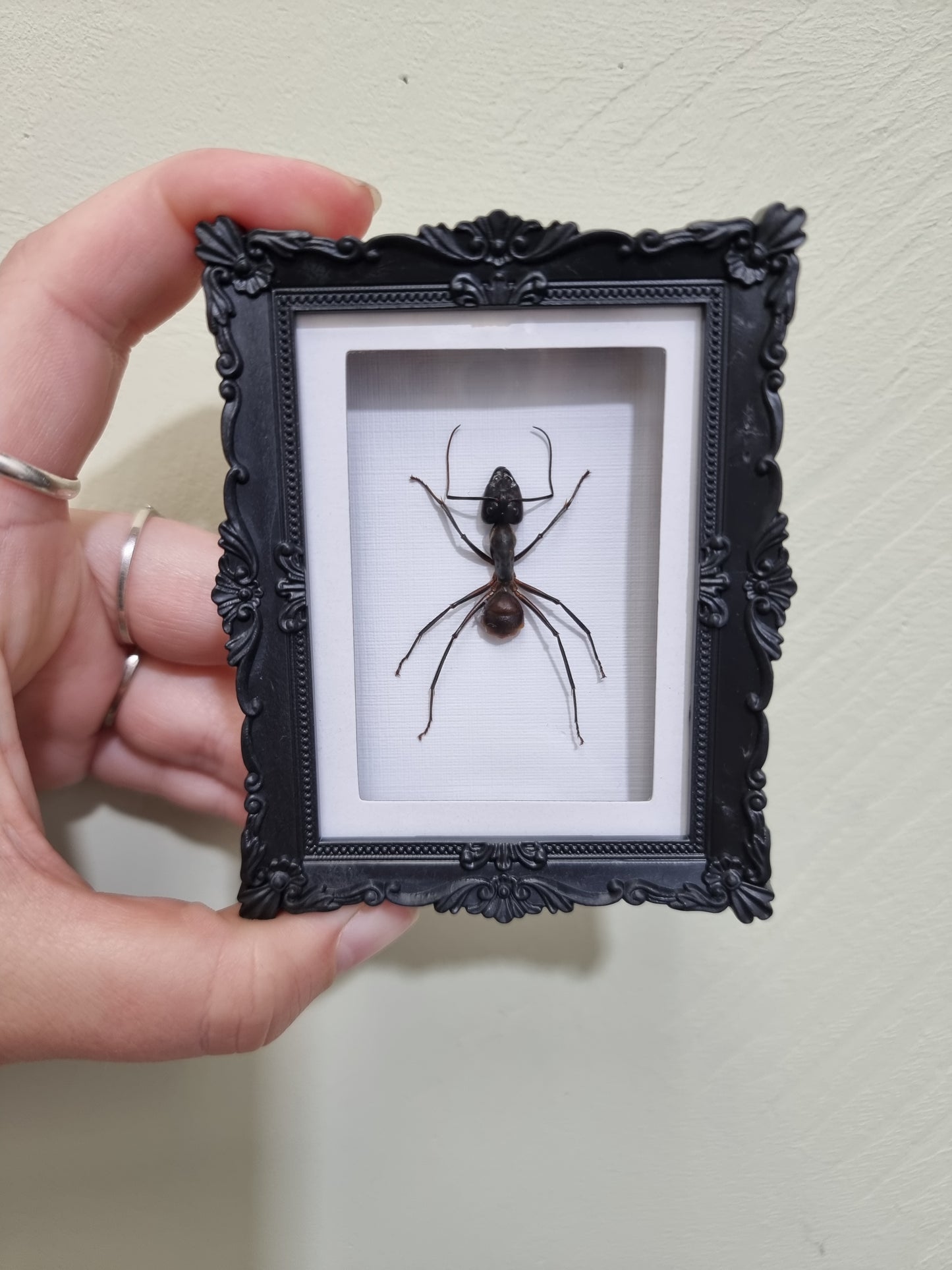 Mini Magnet Framed Giant Forest Ant