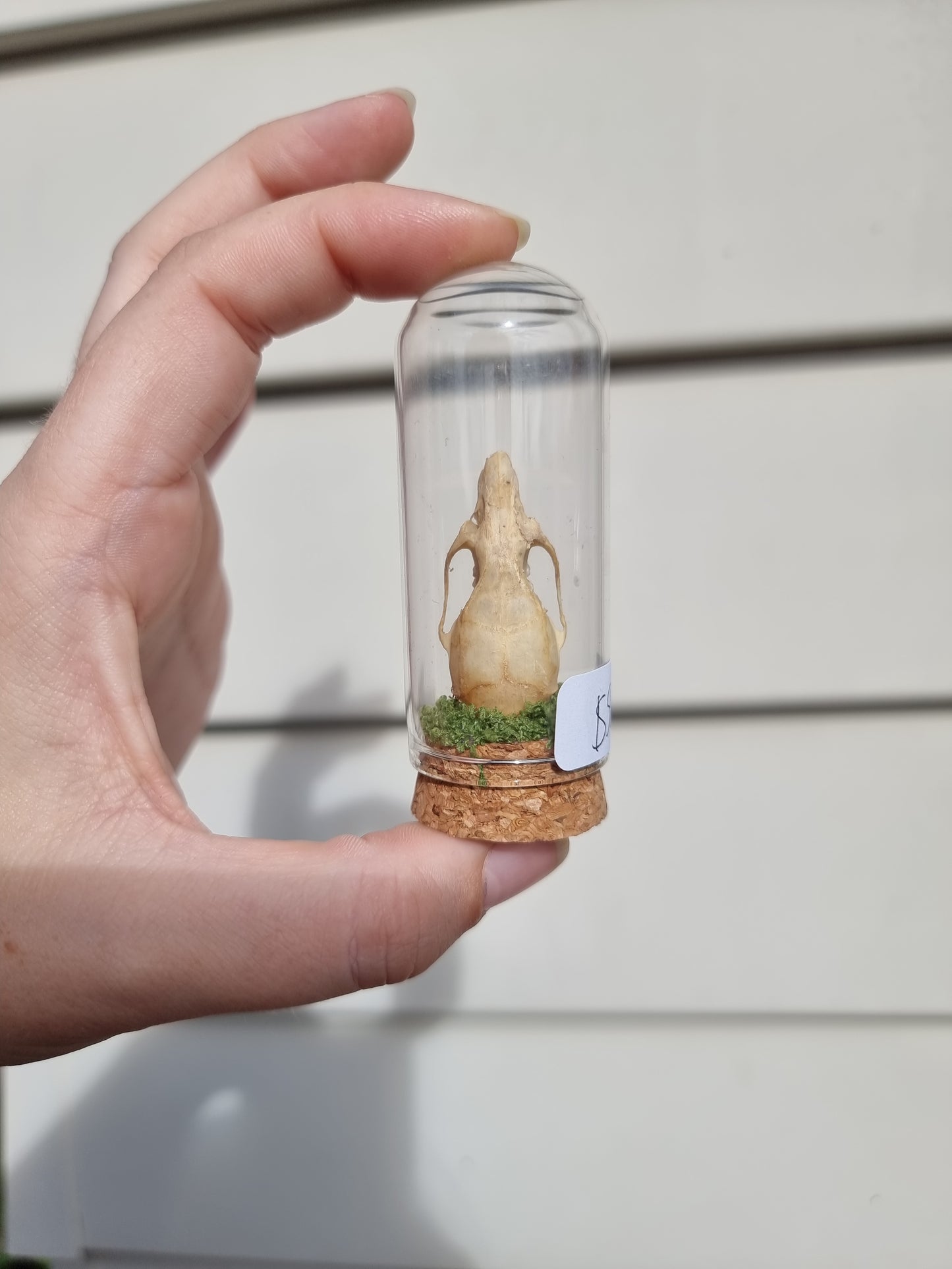 Rat Skull Mini Dome