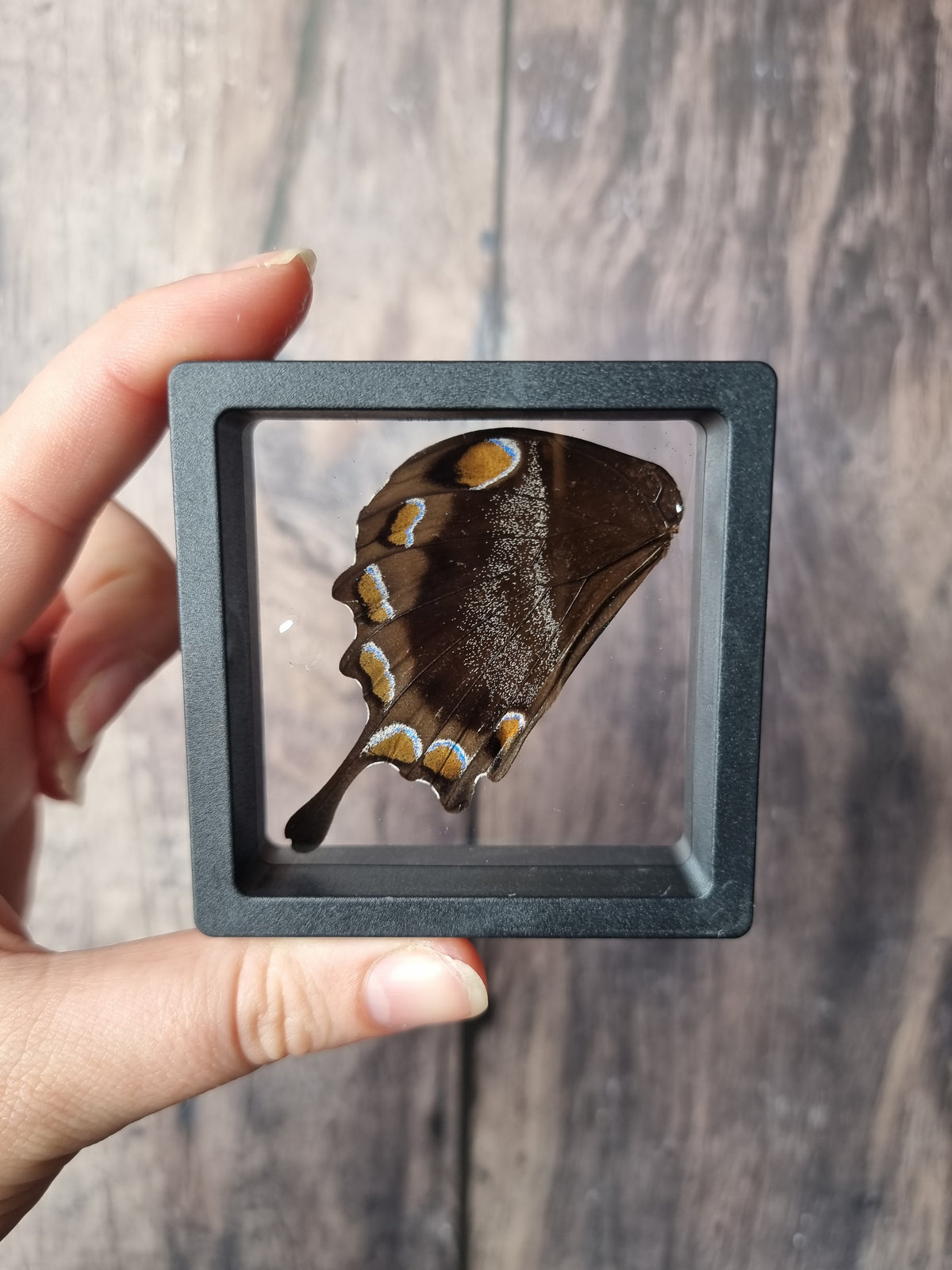 Blue Swallowtail Butterfly Wing Floating Frame #2