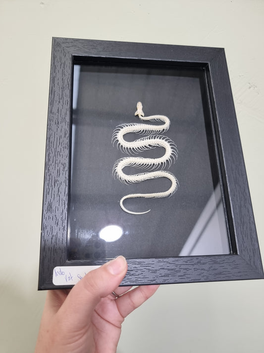 Framed Indonesian Rat Snake #1