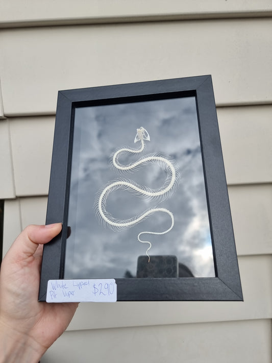 Framed White Lipped Pit Viper Snake Skeleton