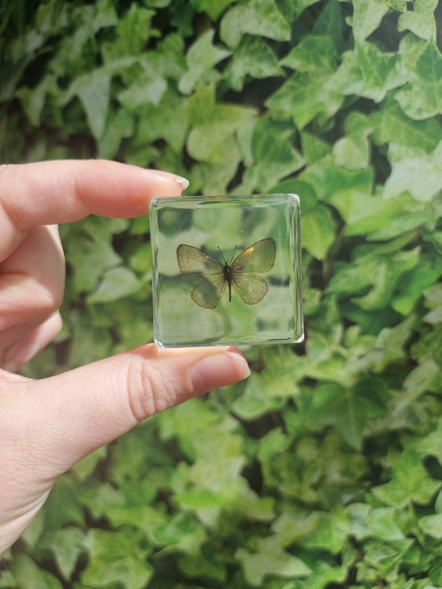 Butterfly In Resin 2