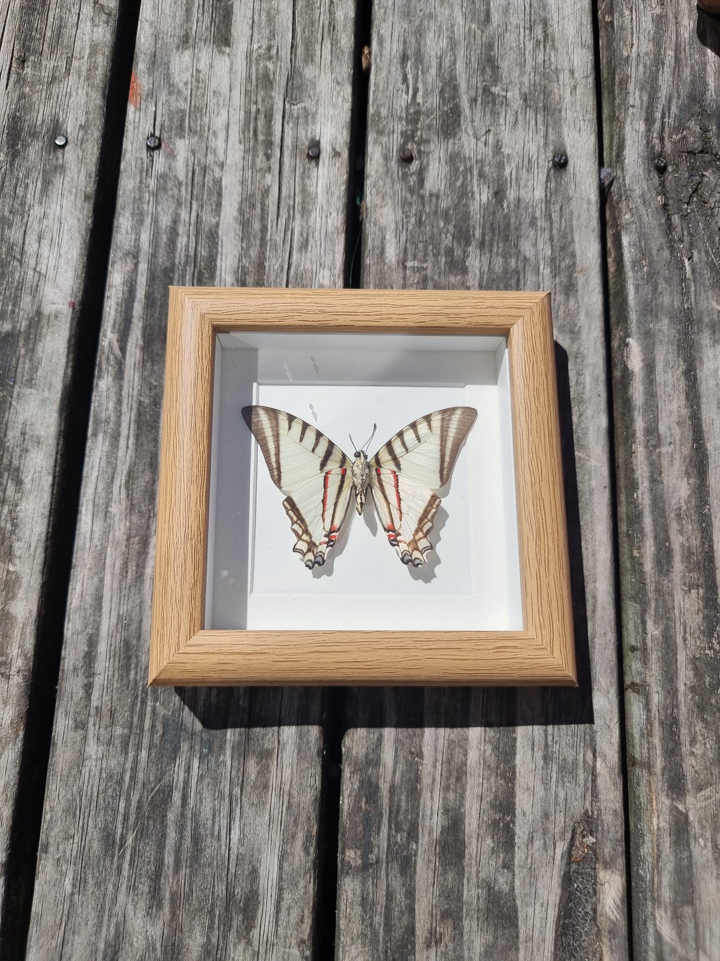 Mini Framed Eurytides Agesilaus Butterfly(imperfect)