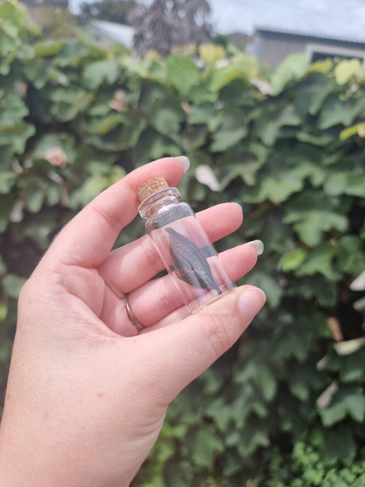 Green Iridescent Jewel Beetle Wing Jar Medium