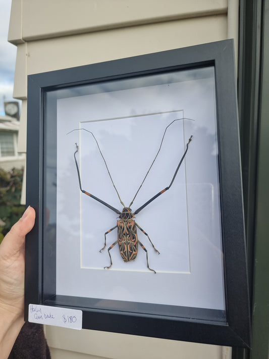 Framed Harley Quinn Beetle
