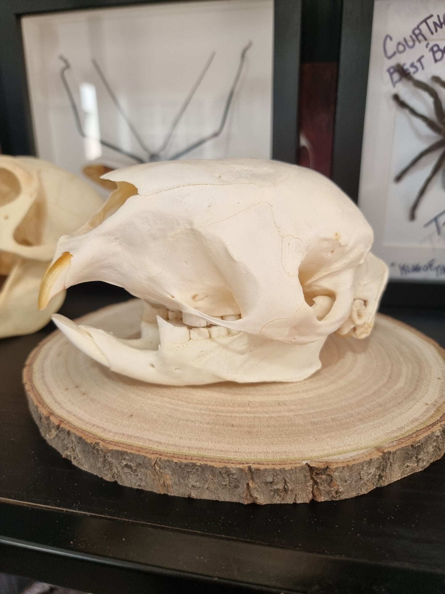 Porcupine Skull