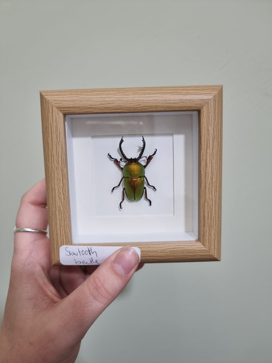 Mini Framed Saw Tooth Beetle