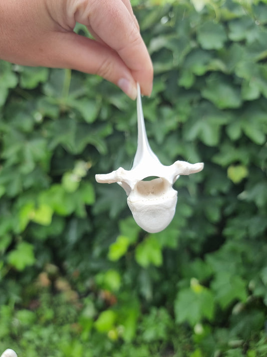 Deer Vertebrae #7