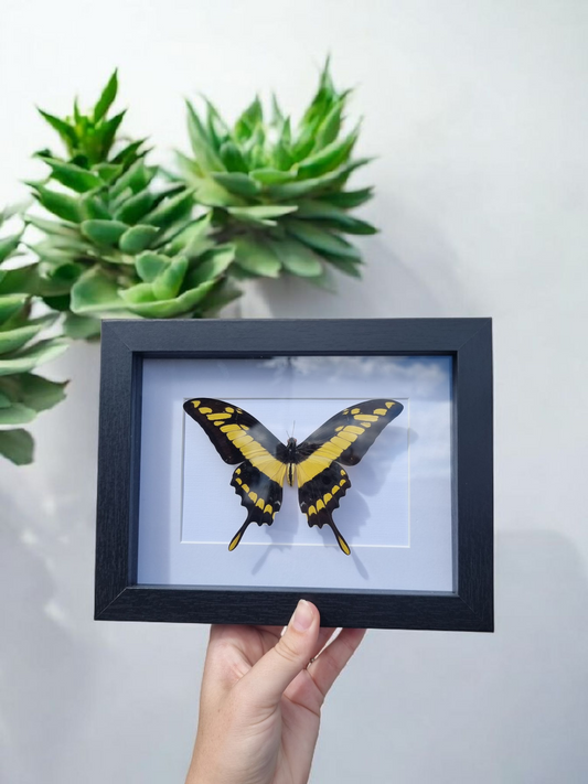 Framed Butterfly #1