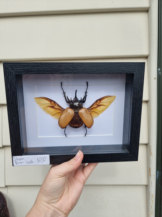Framed 5Horn Rhino Beetle