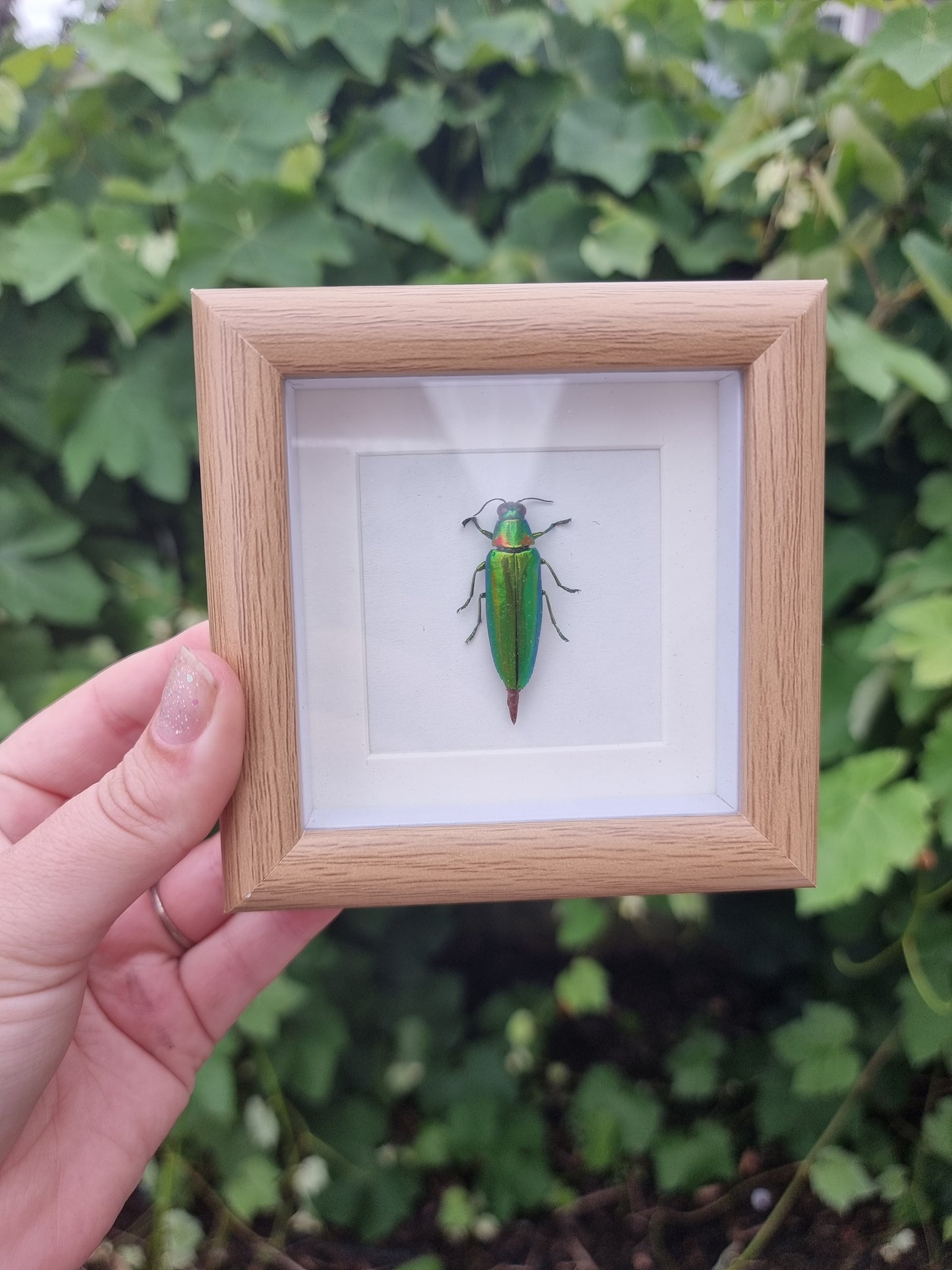 Mini Framed Beetle #7