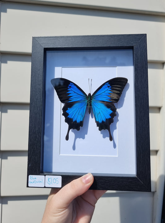 Framed Blue Swallowtail #1