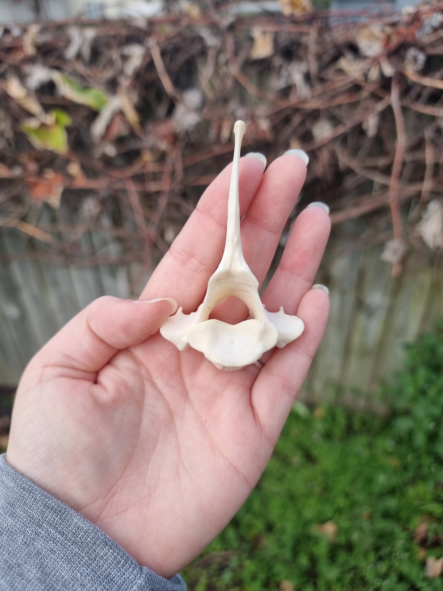 Goat Vertebrae