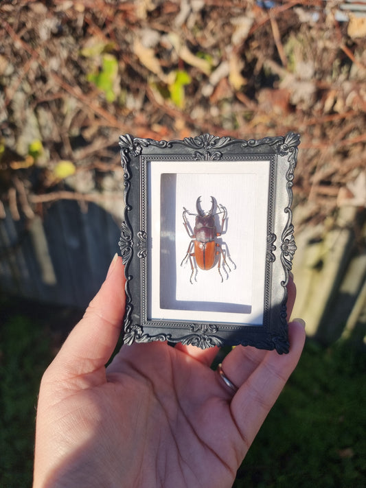 Mini Magnet Framed Stage Beetle