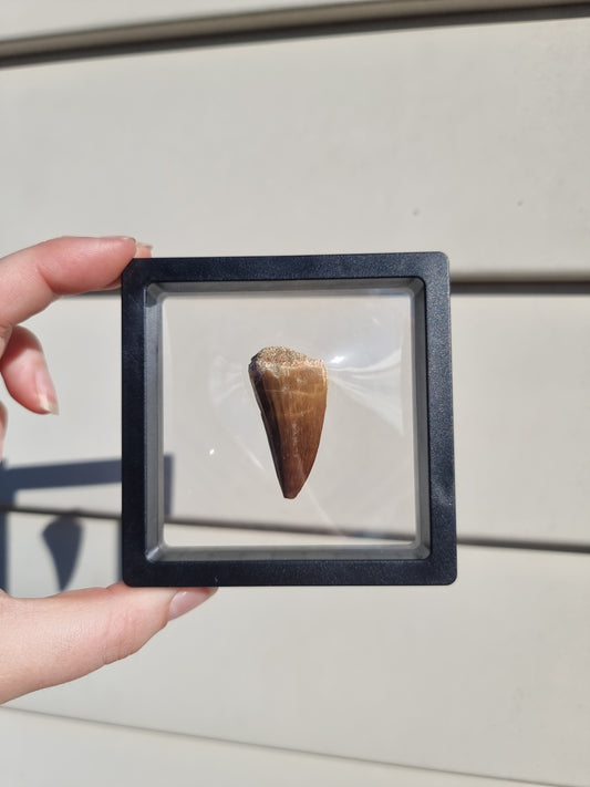 Mososaur Tooth #1