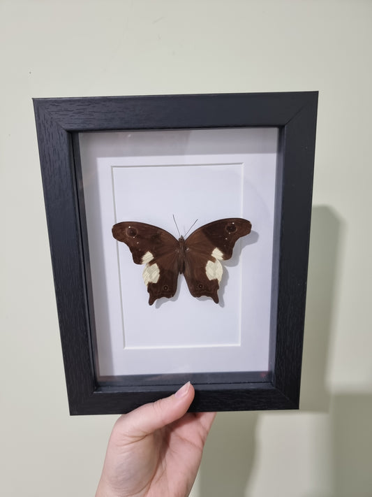 Framed Malayan Owl butterfly