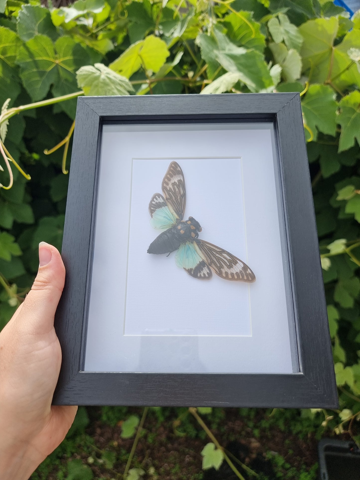 Tosena Splendida Cicada Frame