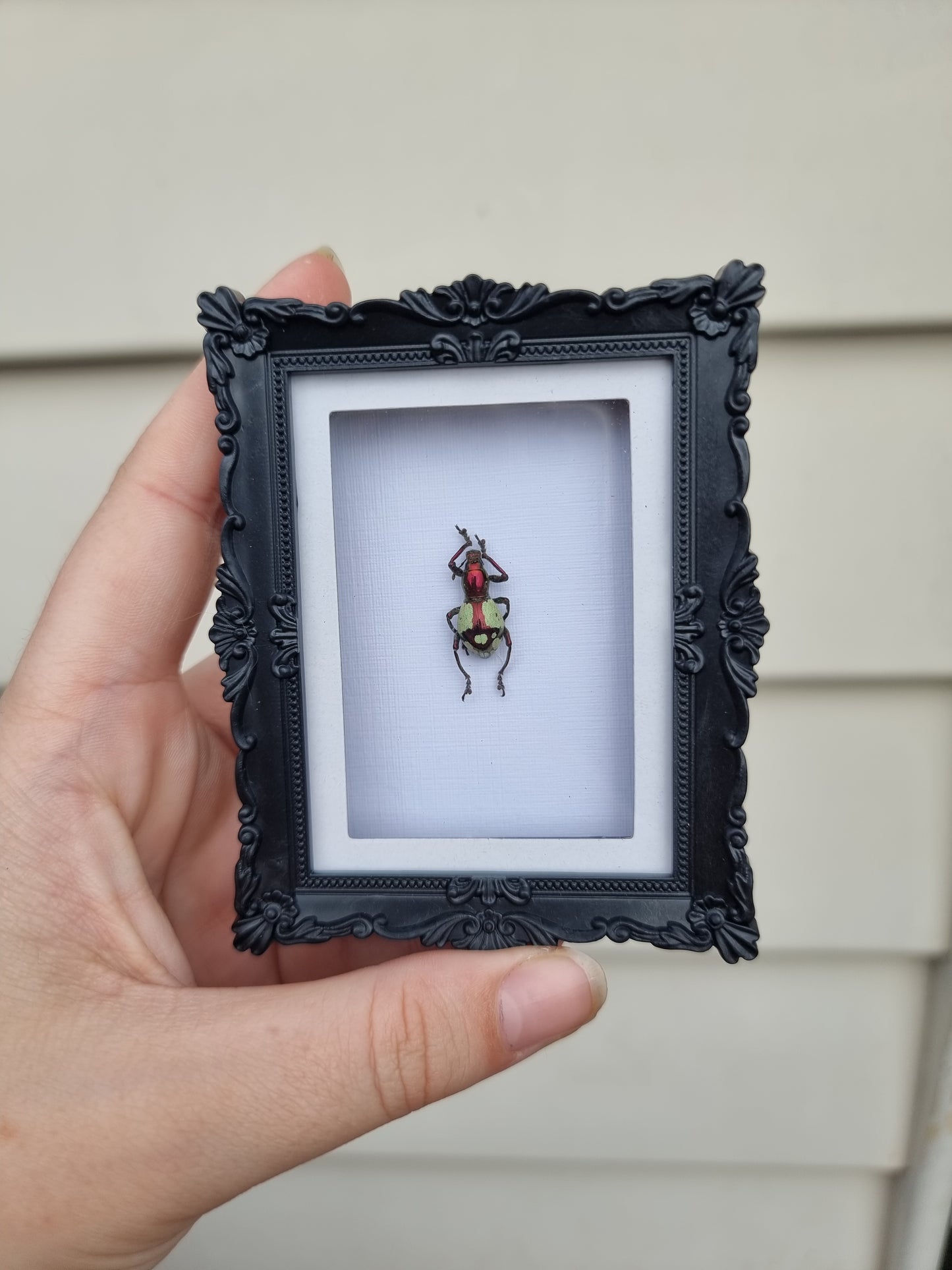 Mini Magnet Frame Dancing Weevil #3