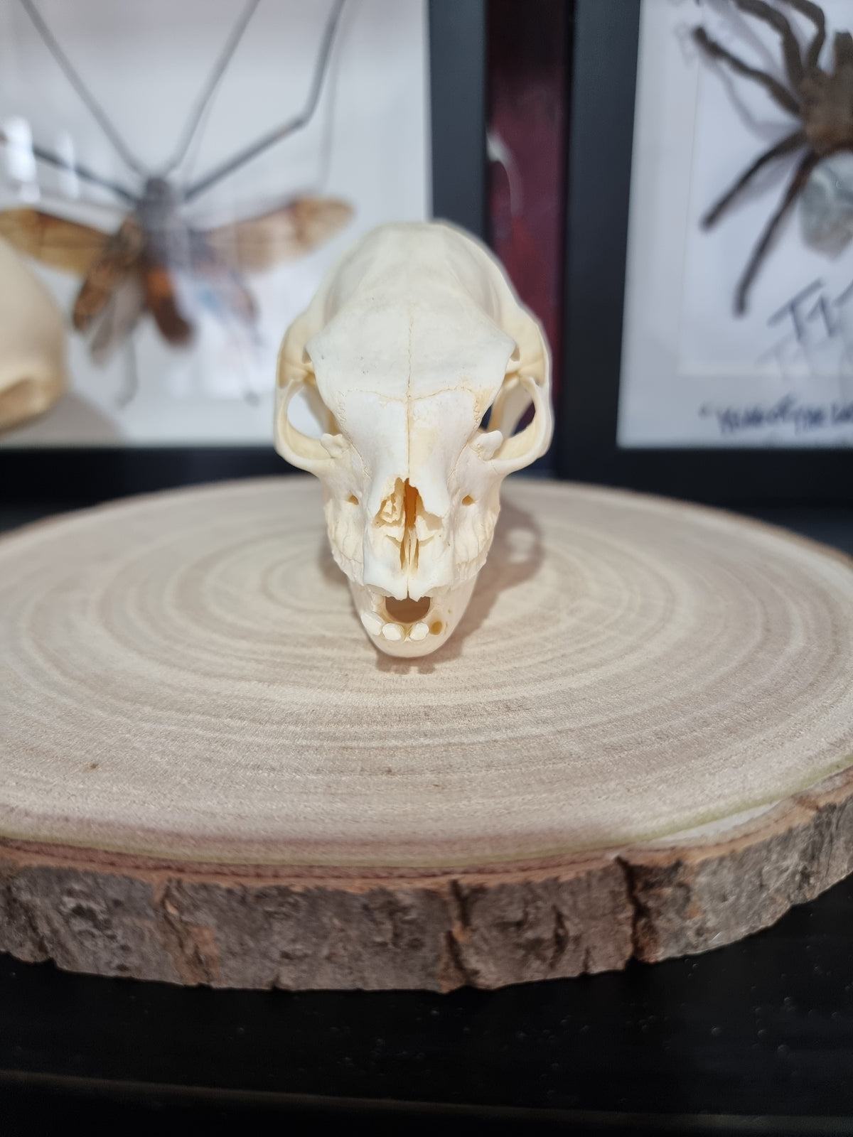 Rock Hyrax Skull #2
