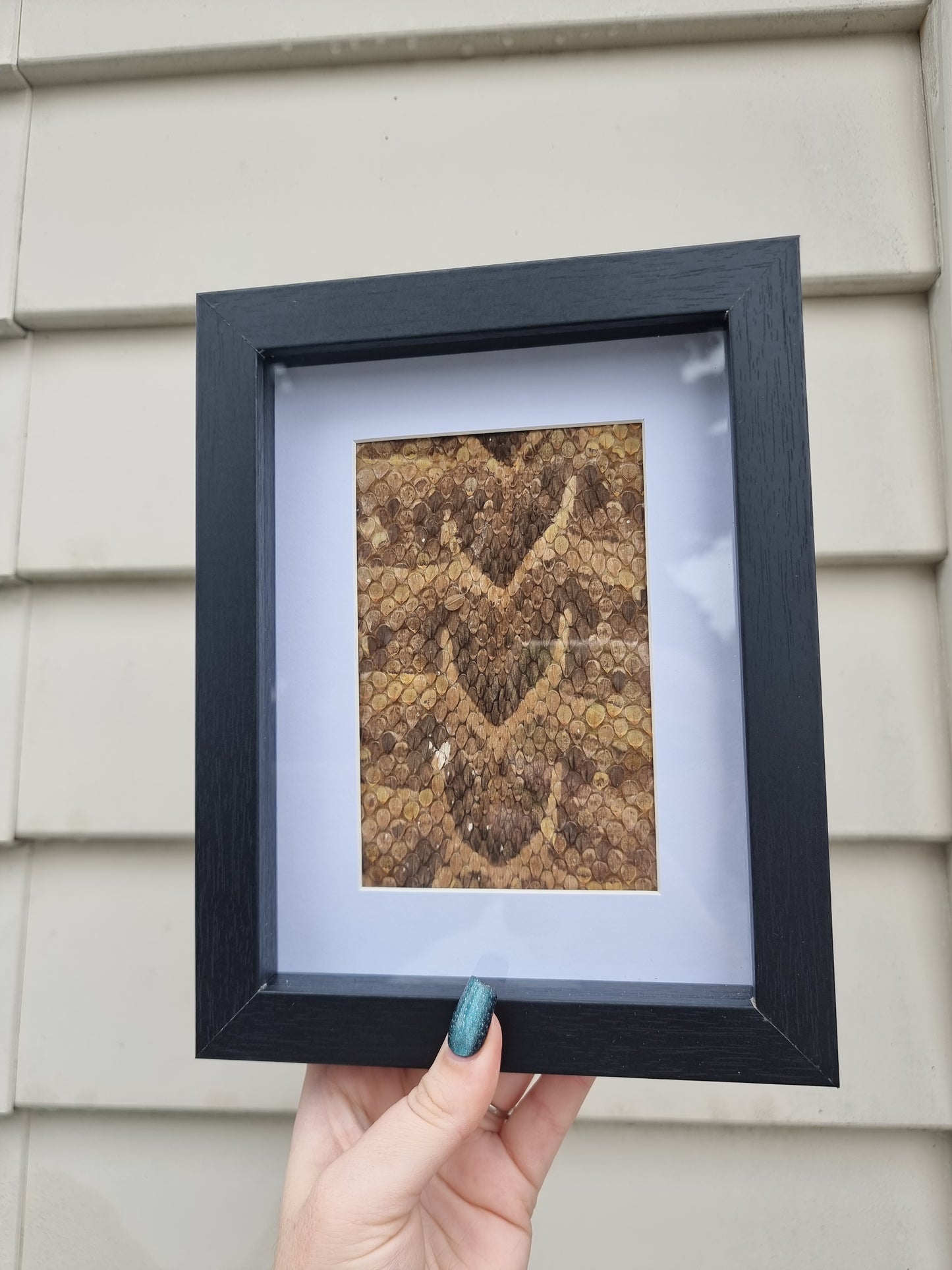 Framed Vintage Snake Skin