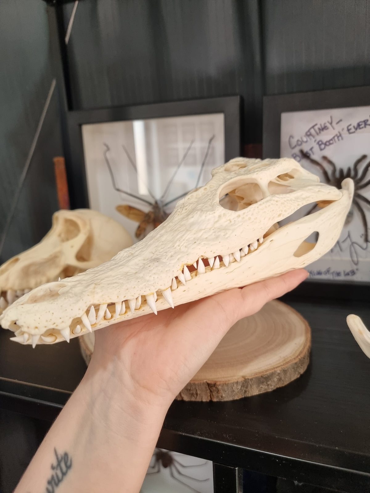 Nile Crocodile Skull Large