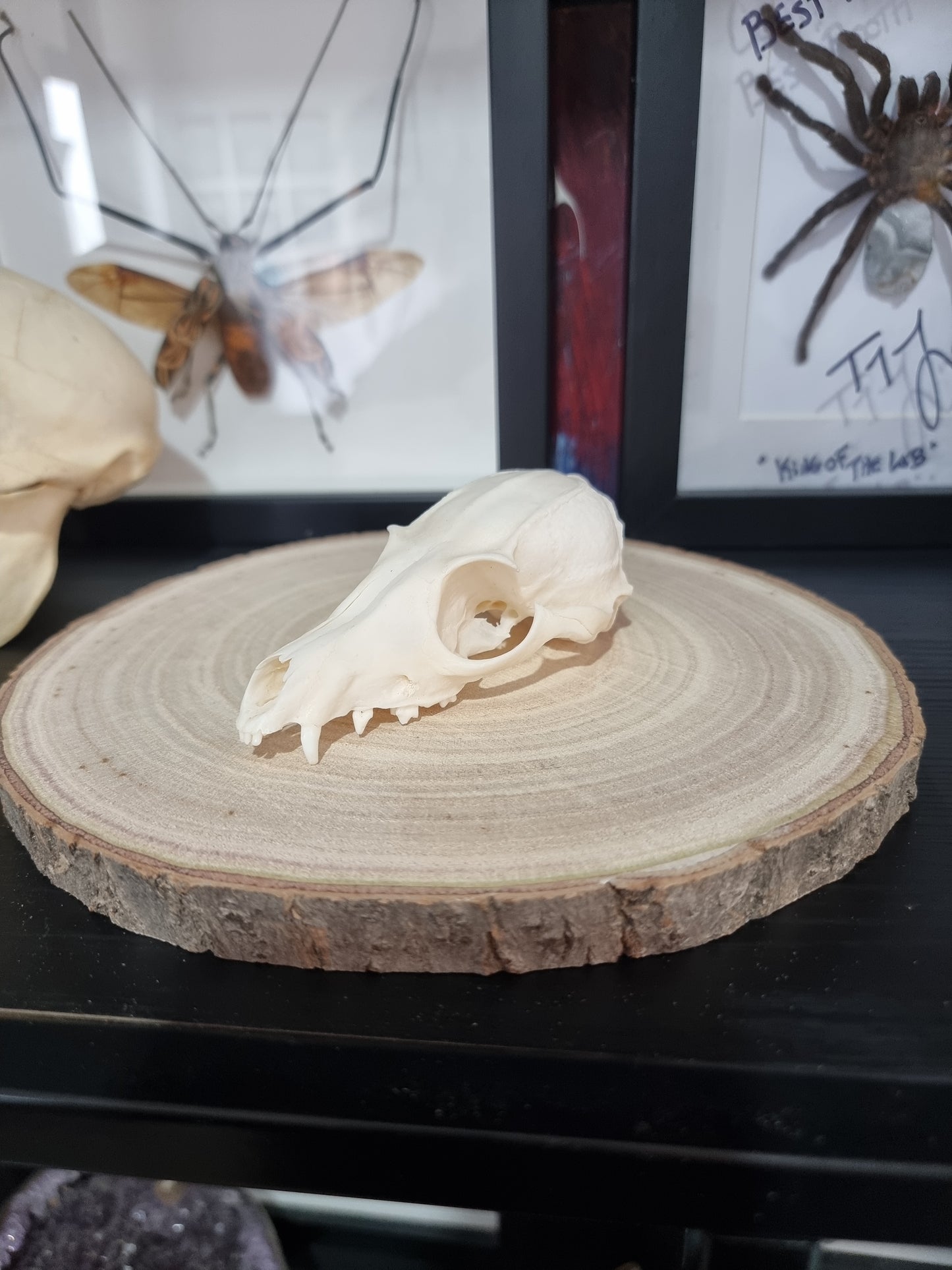 Bat Eared Fox Half Skull #3